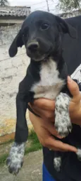 Cachorro raça SRD-ViraLata idade 2 a 6 meses nome Akira