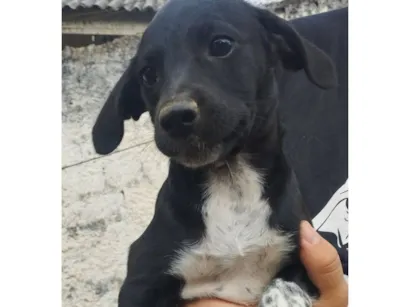 Cachorro raça SRD-ViraLata idade 2 a 6 meses nome Akira