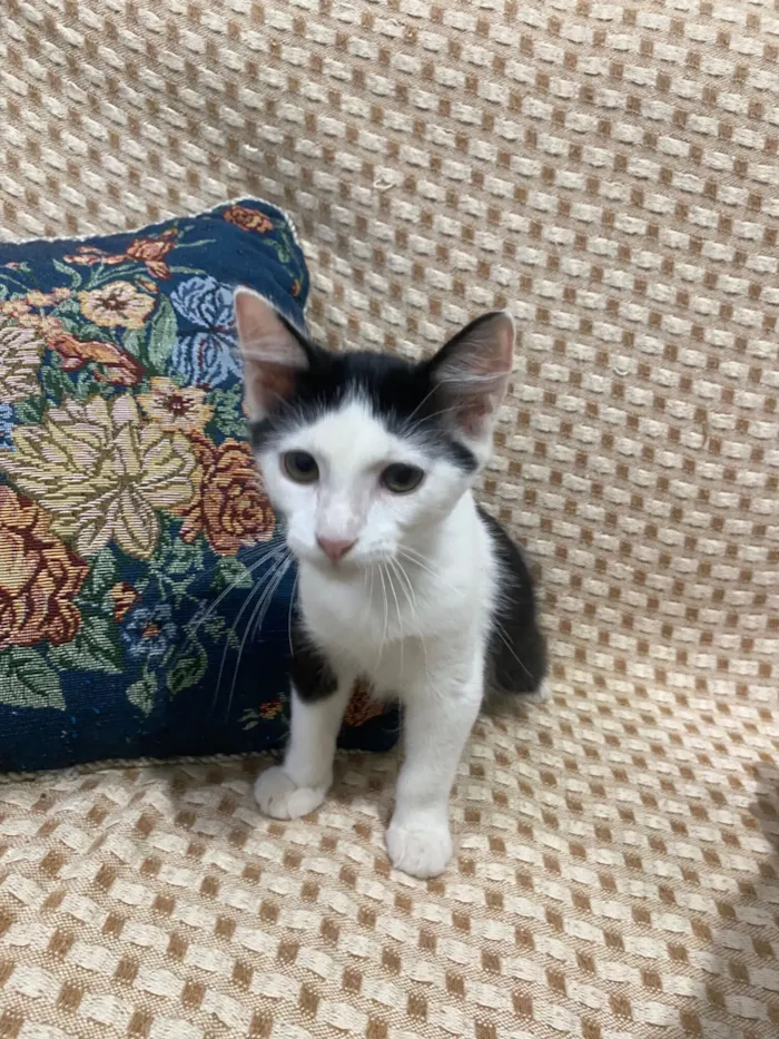 Gato raça Siamês idade 2 a 6 meses nome Turquinho