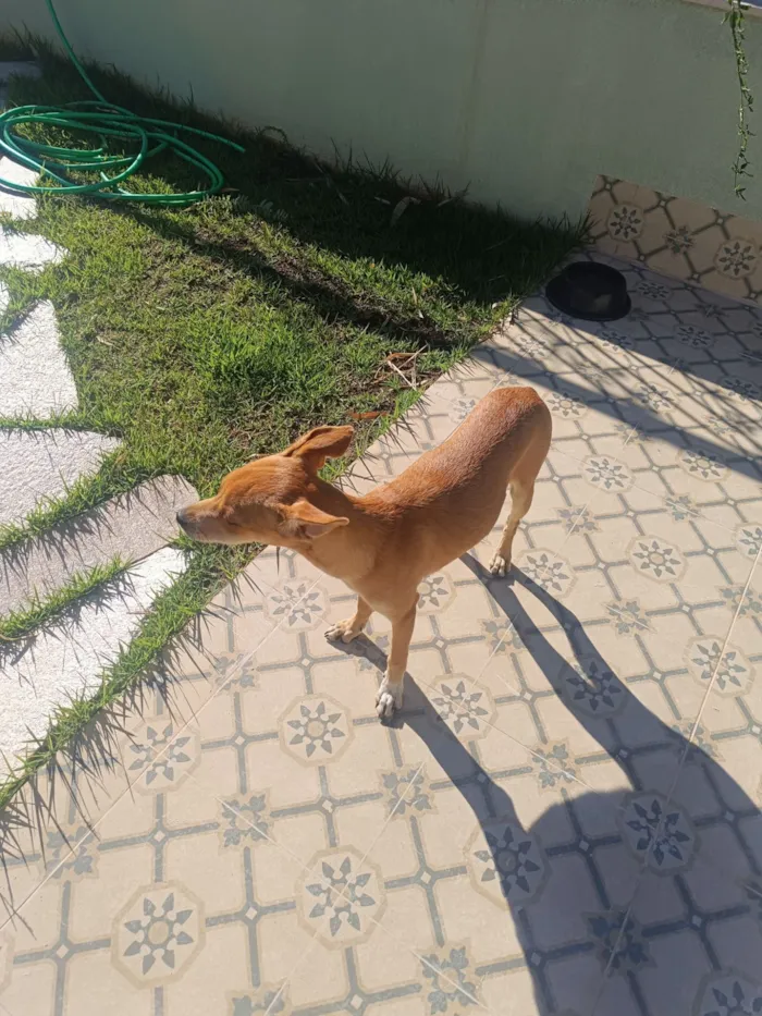 Cachorro raça SRD-ViraLata idade 2 a 6 meses nome Sem nome