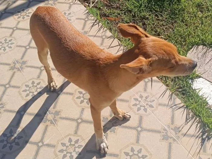 Cachorro raça SRD-ViraLata idade 2 a 6 meses nome Sem nome