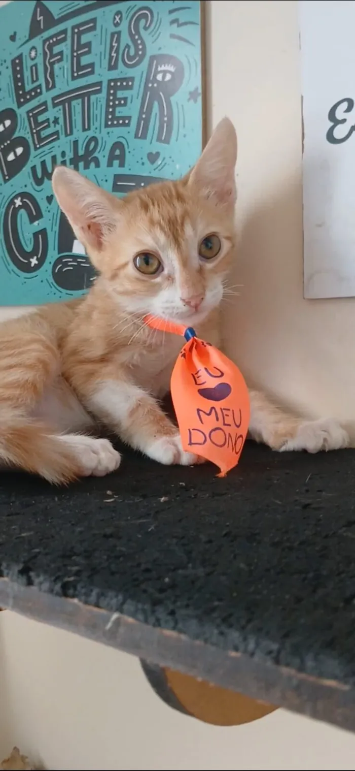 Gato raça SRD-ViraLata idade 2 a 6 meses nome ROCK