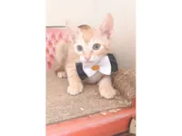 Gato raça SRD-ViraLata idade 2 a 6 meses nome ROCK