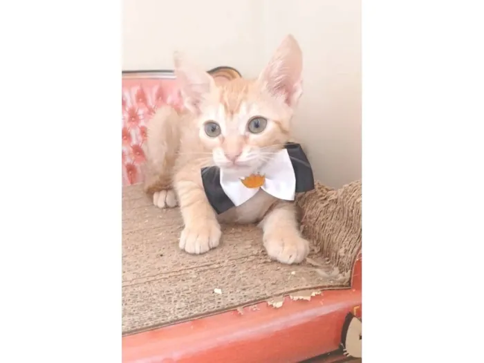 Gato raça SRD-ViraLata idade 2 a 6 meses nome ROCK