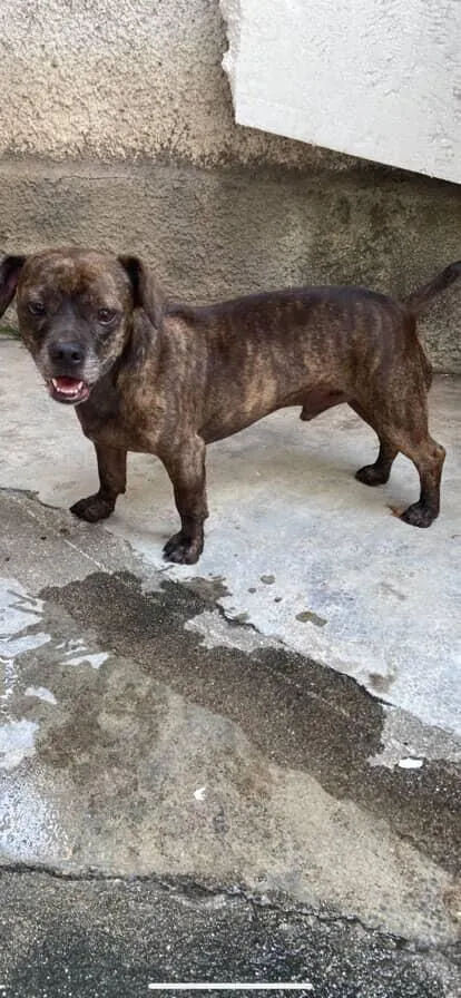 Cachorro raça SRD-ViraLata idade 6 ou mais anos nome Bento
