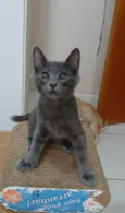 Gato raça SRD-ViraLata idade 2 a 6 meses nome Romeo