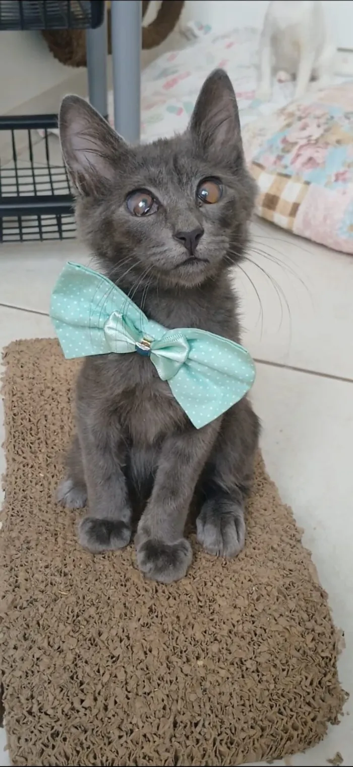 Gato raça SRD-ViraLata idade 2 a 6 meses nome Romeo