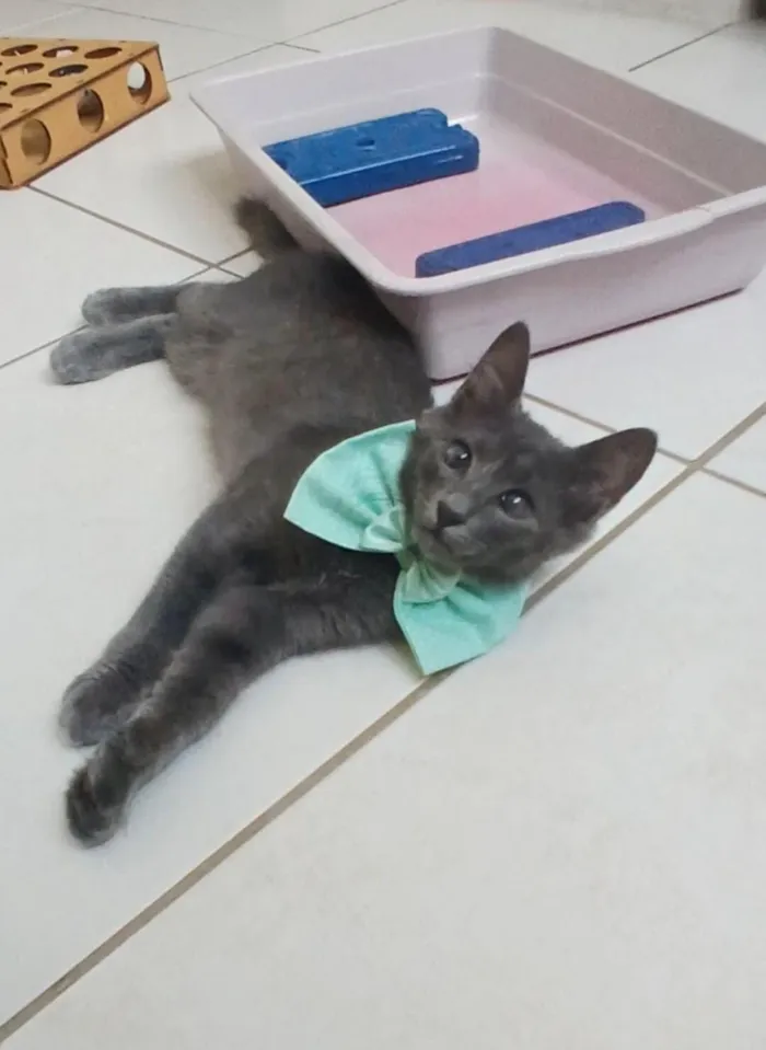 Gato raça SRD-ViraLata idade 2 a 6 meses nome Romeo