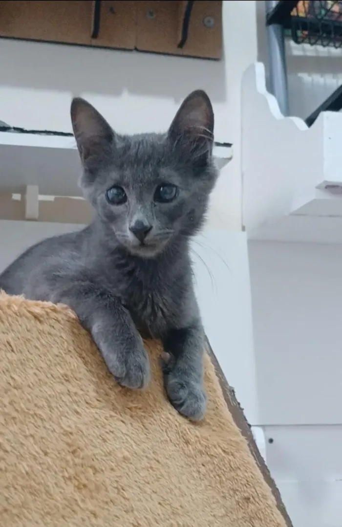 Gato raça SRD-ViraLata idade 2 a 6 meses nome Romeo