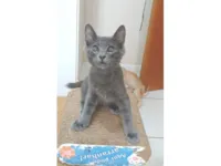 Gato raça SRD-ViraLata idade 2 a 6 meses nome Romeo
