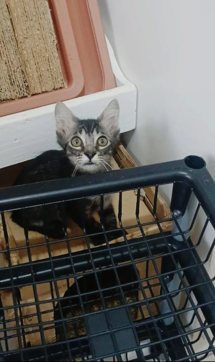 Gato raça SRD-ViraLata idade 2 a 6 meses nome RICK