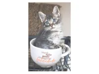 Gato raça SRD-ViraLata idade 2 a 6 meses nome RICK