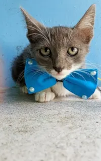 Gato raça SRD-ViraLata idade 2 a 6 meses nome AMOR