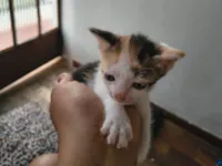 Gato raça SRD-ViraLata idade Abaixo de 2 meses nome Venus