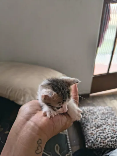 Gato raça SRD-ViraLata idade Abaixo de 2 meses nome Miojo