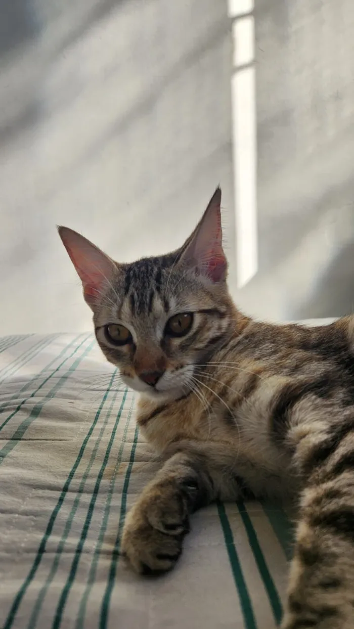 Gato raça SRD-ViraLata idade 7 a 11 meses nome Jujubas