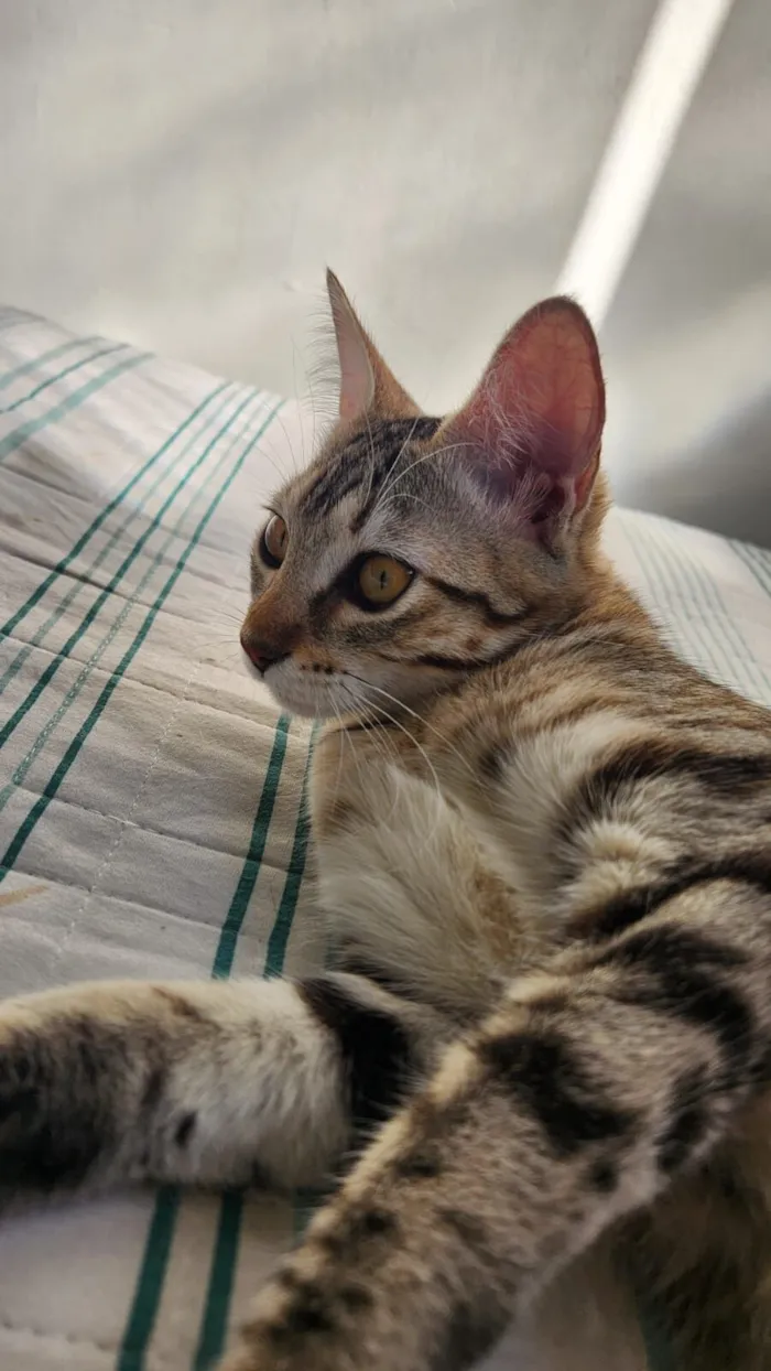 Gato raça SRD-ViraLata idade 7 a 11 meses nome Jujubas