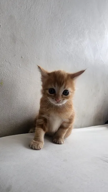 Gato raça SRD-ViraLata idade 2 a 6 meses nome Lilith