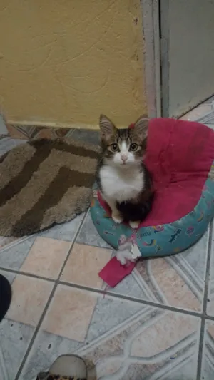 Gato raça Exótico idade 7 a 11 meses nome Chico
