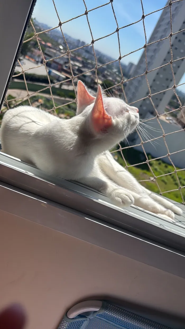 Gato raça SRD-ViraLata idade 7 a 11 meses nome Patrícia 