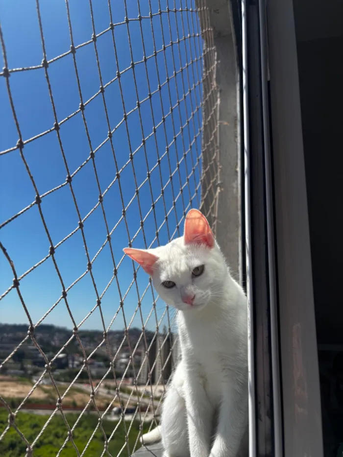 Gato raça SRD-ViraLata idade 7 a 11 meses nome Patrícia 