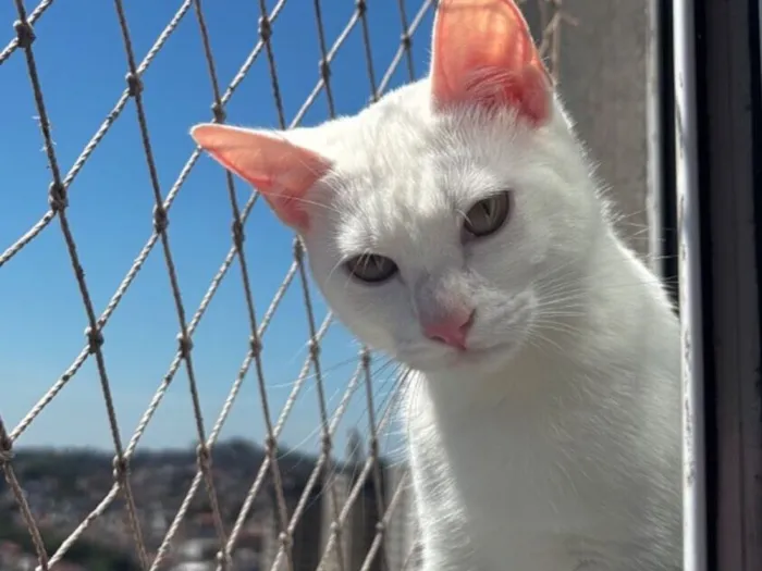 Gato raça SRD-ViraLata idade 7 a 11 meses nome Patrícia 