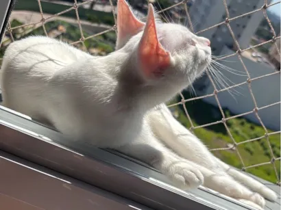 Gato raça SRD-ViraLata idade 7 a 11 meses nome Patrícia 