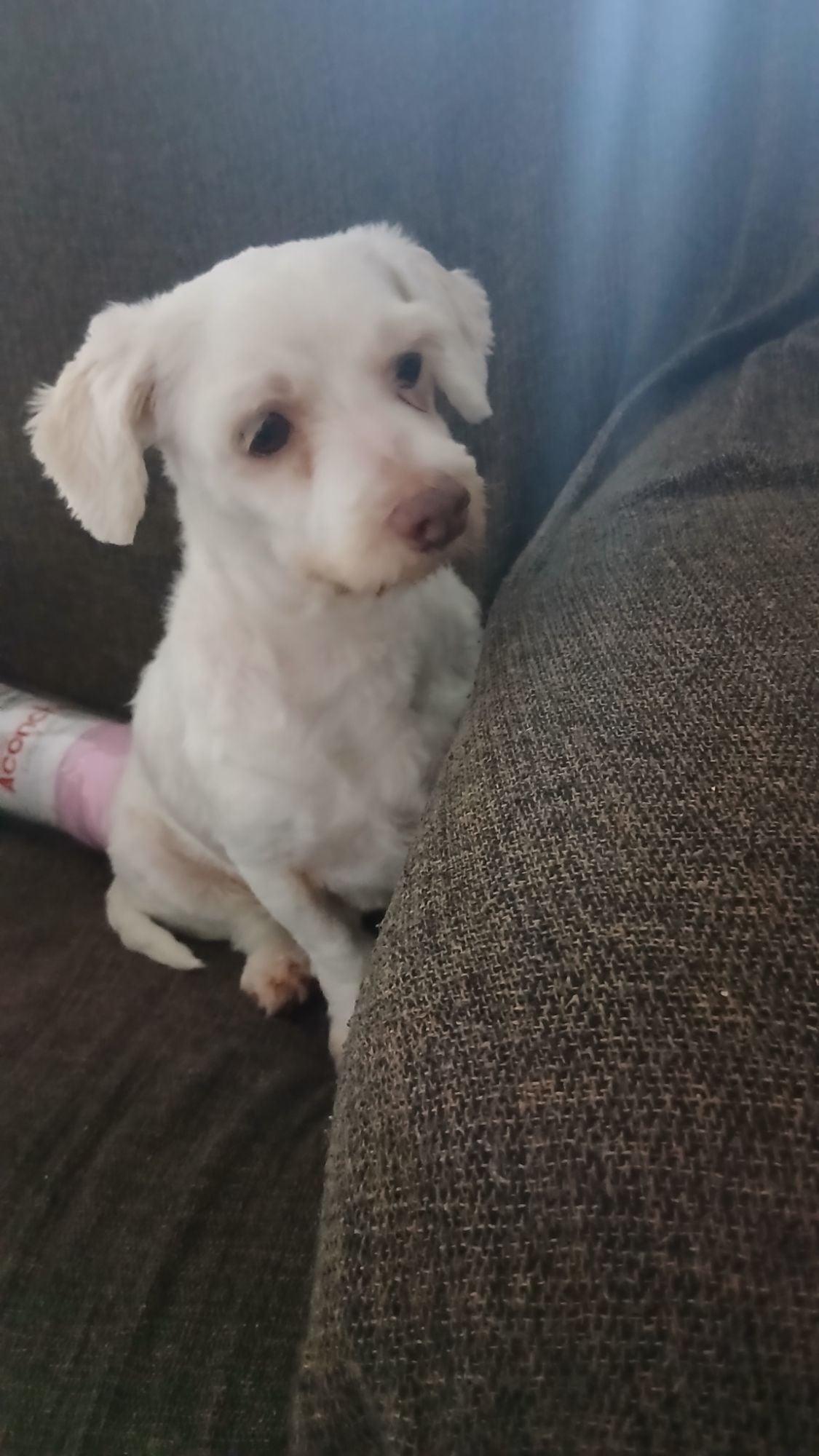 Cachorro raça SRD-ViraLata idade 2 anos nome Billy