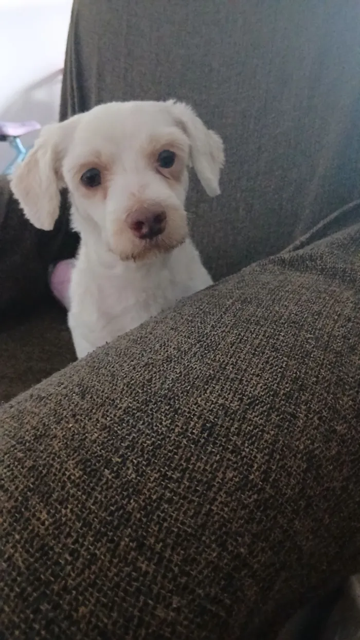 Cachorro raça SRD-ViraLata idade 2 anos nome Billy