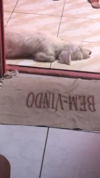 Cachorro raça Poodle idade 3 anos nome Lunna