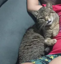 Gato raça SRD-ViraLata idade 3 anos nome Zoey