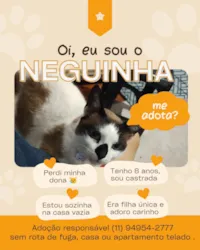 Gato raça SRD-ViraLata idade 6 ou mais anos nome Neguinha 