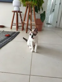 Gato raça SRD-ViraLata idade 2 a 6 meses nome Mingau