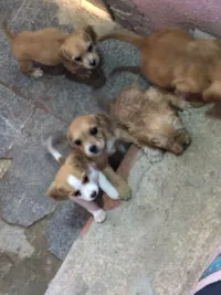 Cachorro raça SRD-ViraLata idade 2 a 6 meses nome sem nomes 