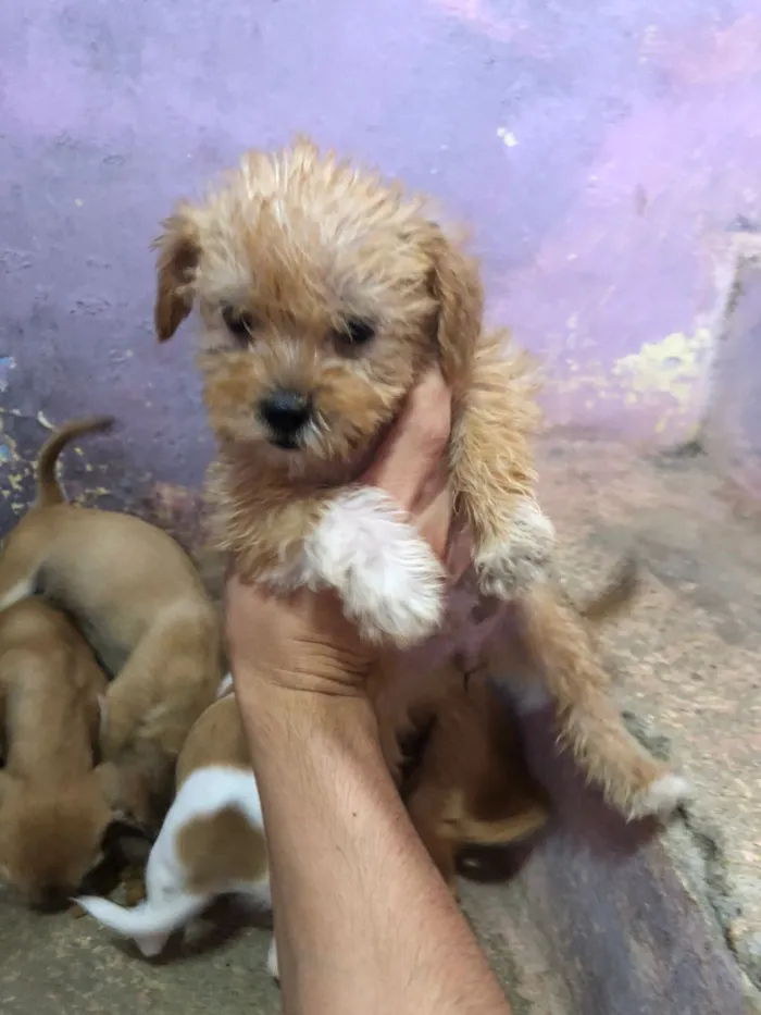Cachorro raça SRD-ViraLata idade 2 a 6 meses nome sem nomes 