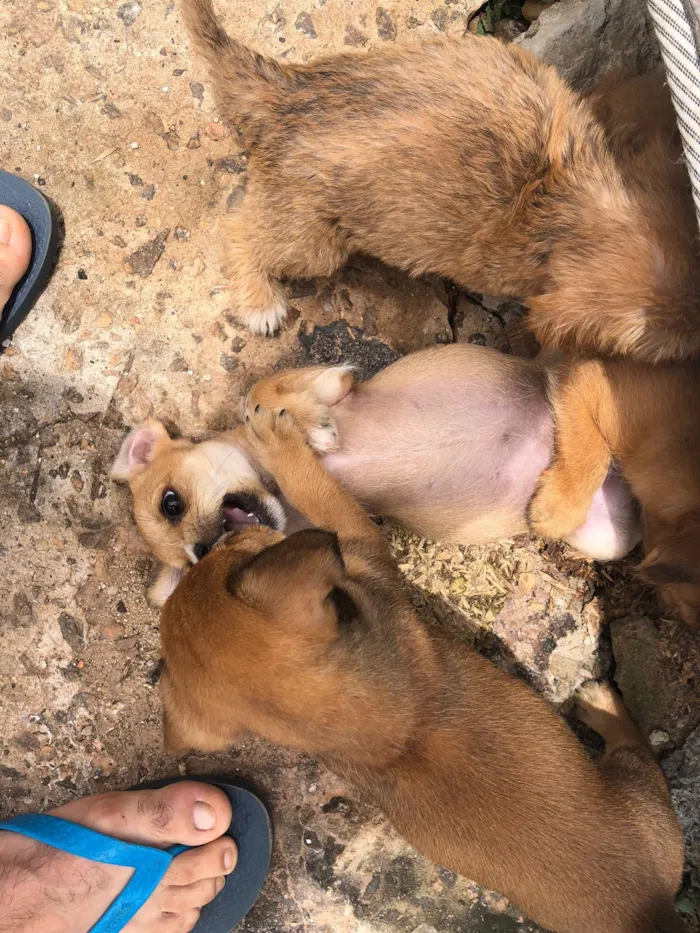Cachorro raça SRD-ViraLata idade 2 a 6 meses nome sem nomes 