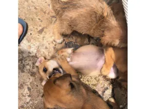 Cachorro raça SRD-ViraLata idade 2 a 6 meses nome sem nomes 