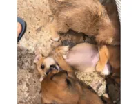Cachorro raça SRD-ViraLata idade 2 a 6 meses nome sem nomes 