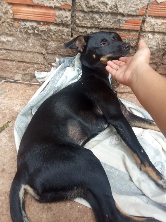 Cachorro raça SRD-ViraLata idade 7 a 11 meses nome Já tentei alguns mais o único nome que ela corresponde quando chama é neguinha 