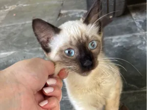 Gato raça SRD-ViraLata idade 2 a 6 meses nome Fofinha 