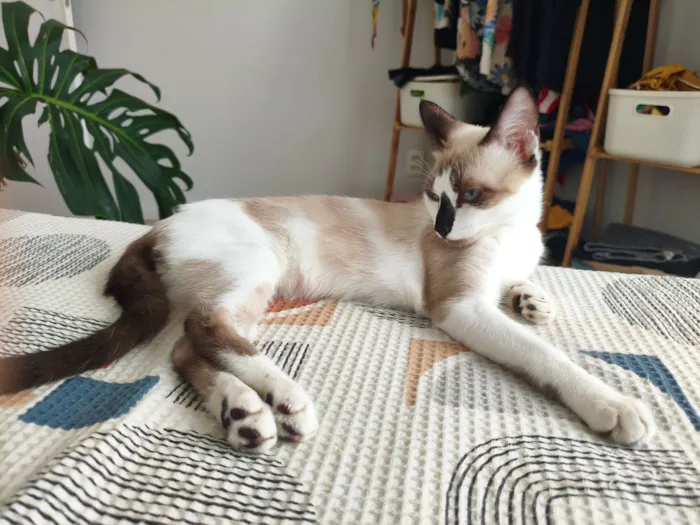 Gato raça SRD-ViraLata idade 2 a 6 meses nome Mingau