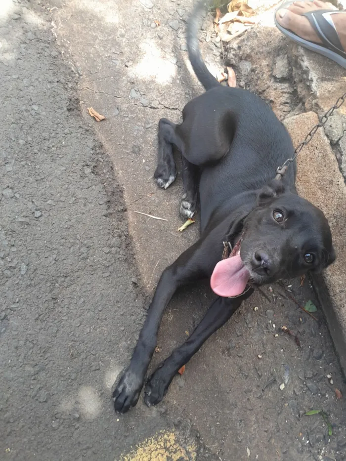 Cachorro raça SRD-ViraLata idade 2 a 6 meses nome Nala