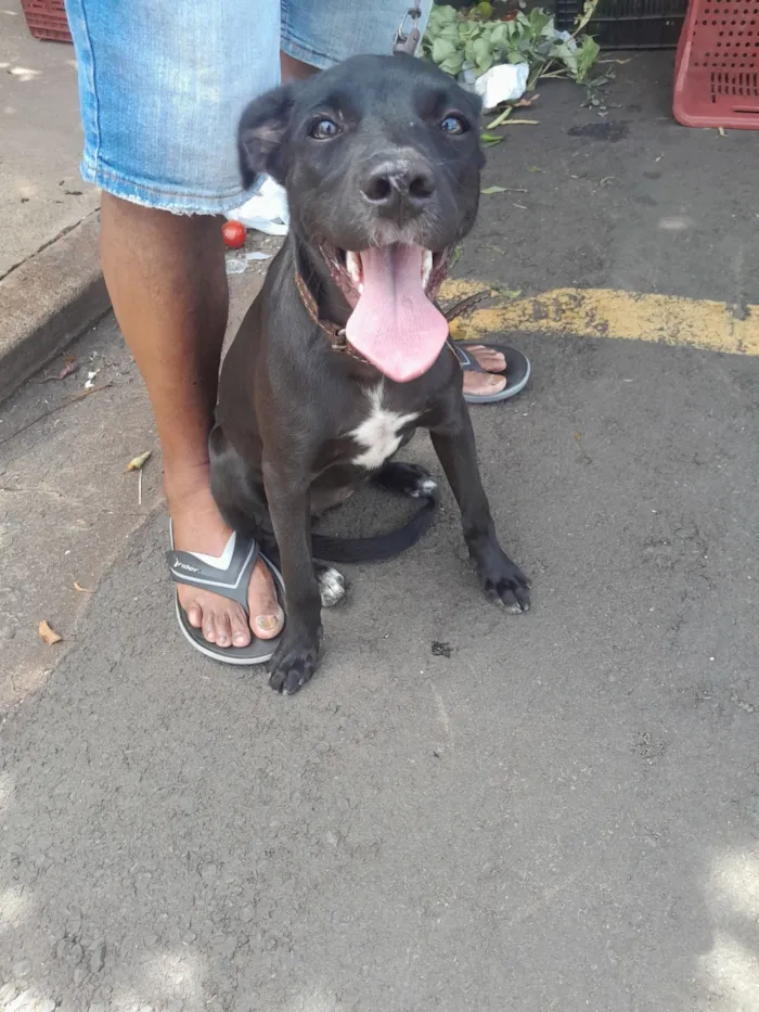 Cachorro raça SRD-ViraLata idade 2 a 6 meses nome Nala