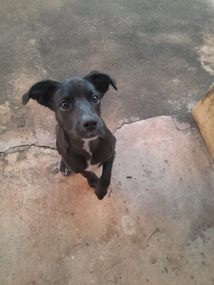 Cachorro raça SRD-ViraLata idade 2 a 6 meses nome Nala