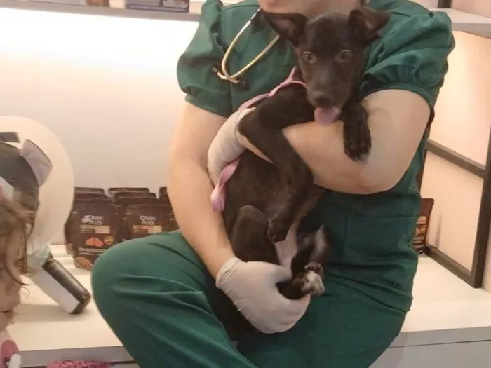 Cachorro raça SRD-ViraLata idade 2 a 6 meses nome Nina