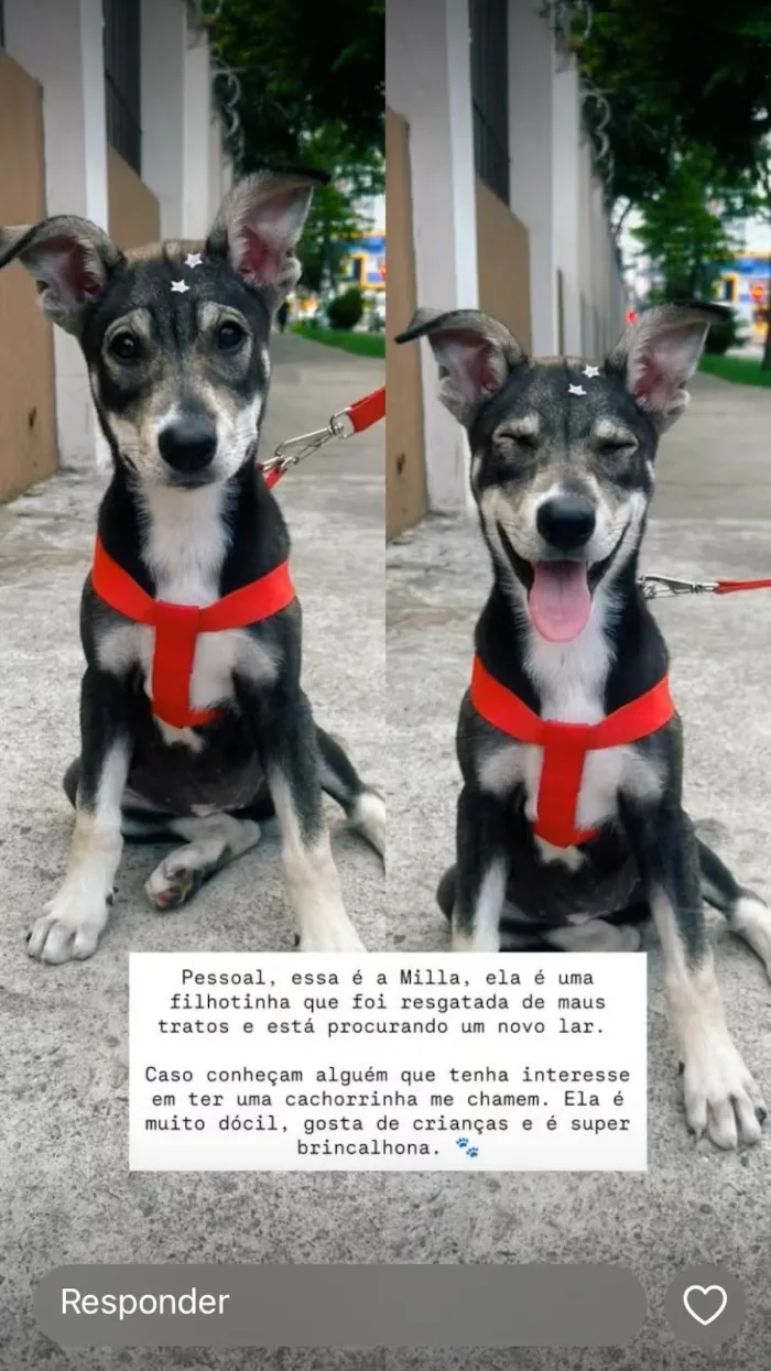Cachorro raça SRD-ViraLata idade Abaixo de 2 meses nome MILLA