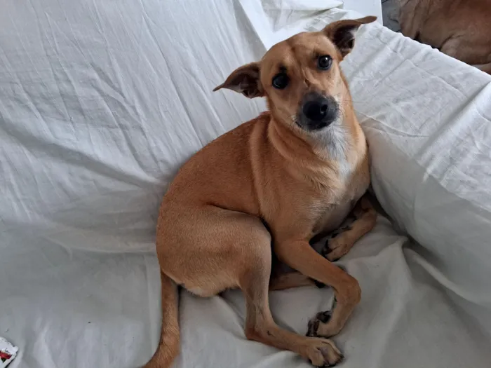 Cachorro raça SRD-ViraLata idade 1 ano nome Caramelo 