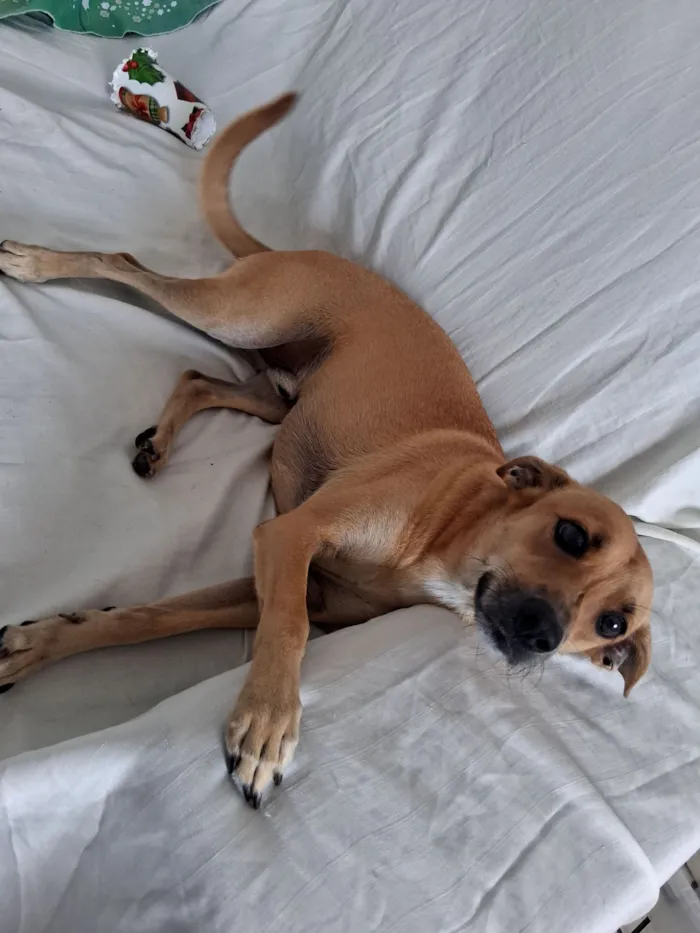 Cachorro raça SRD-ViraLata idade 1 ano nome Caramelo 