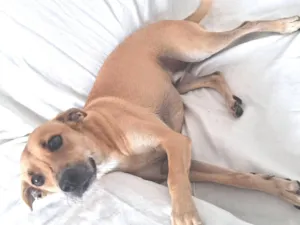 Cachorro raça SRD-ViraLata idade 1 ano nome Caramelo 