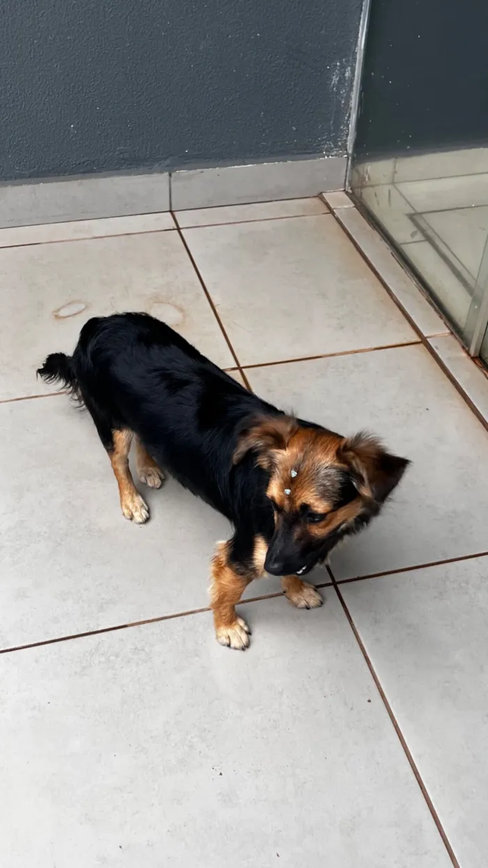 Cachorro raça SRD-ViraLata idade 7 a 11 meses nome Skye